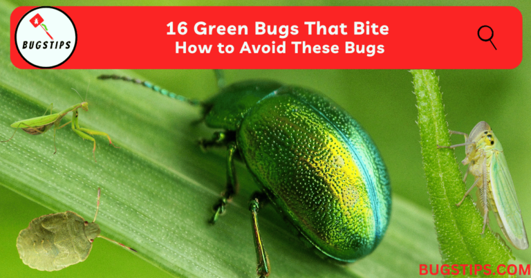 16-green-bugs-that-bite-how-to-avoid-these-bugs-bugstips