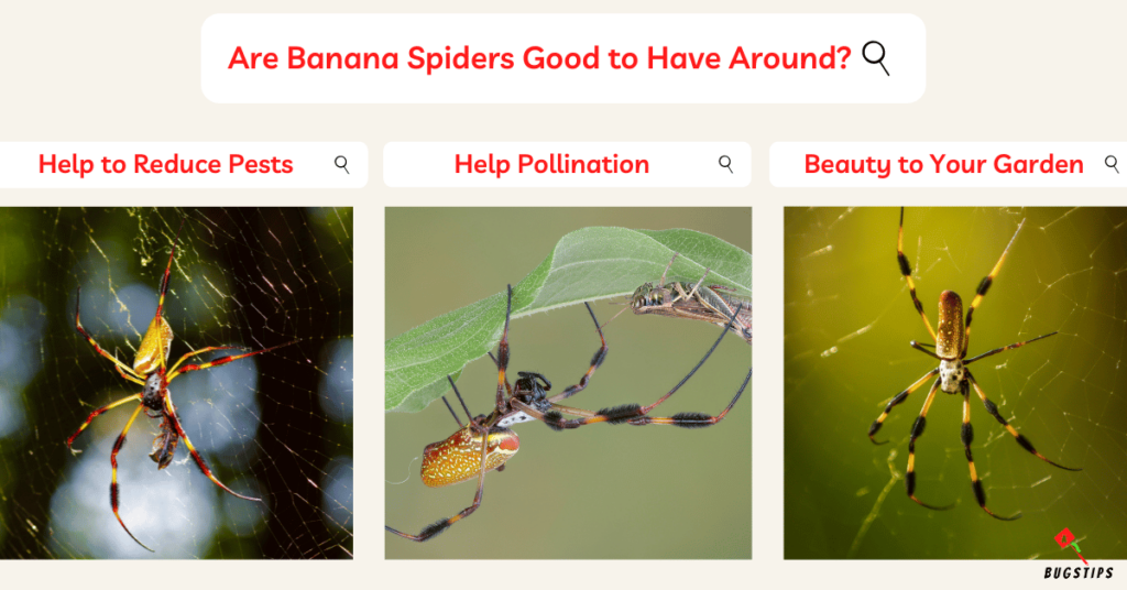 Are Banana Spiders Good to Have Around?