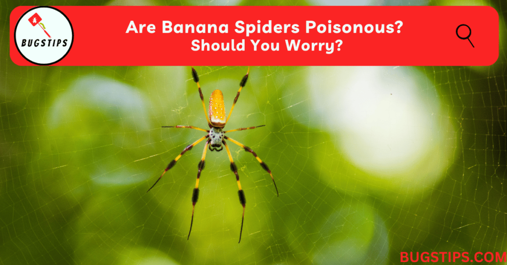 Are Banana Spiders Poisonous?