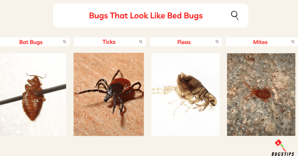 Bugs That Look Like Bed Bugs