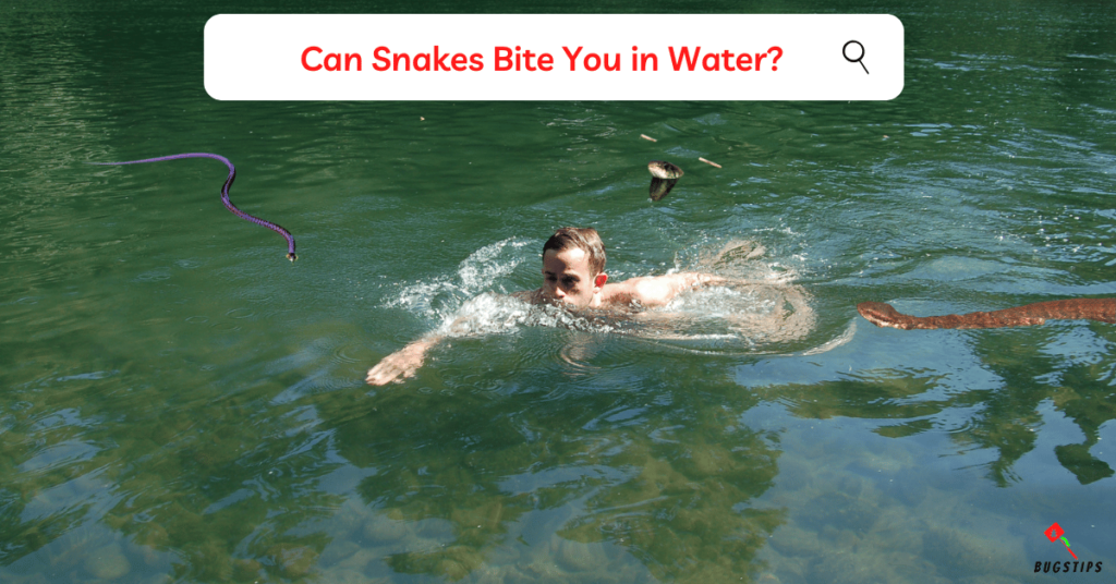 Can Snakes Bite in Water