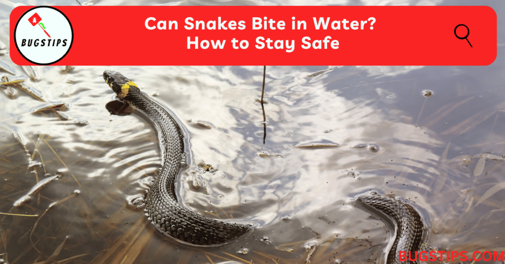 Can Snakes Bite in Water?