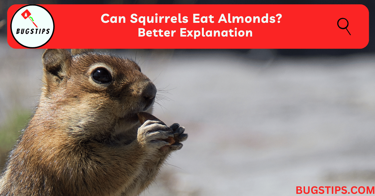 Can Squirrels Eat Almonds? Better Explanation BugsTips