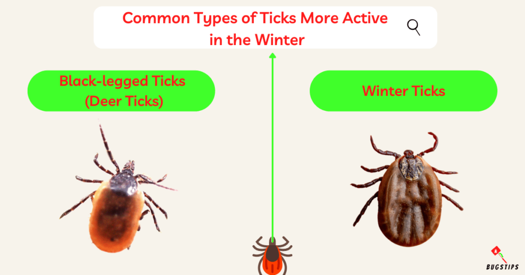 Do Ticks Die in the Winter?

