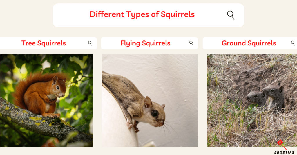 Different Types of Squirrels