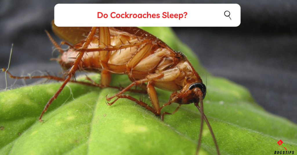 Do Cockroaches Sleep