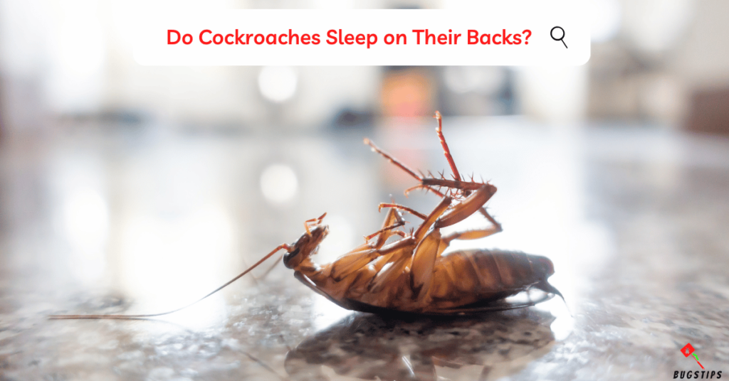 Do Cockroaches Sleep on Their Backs?