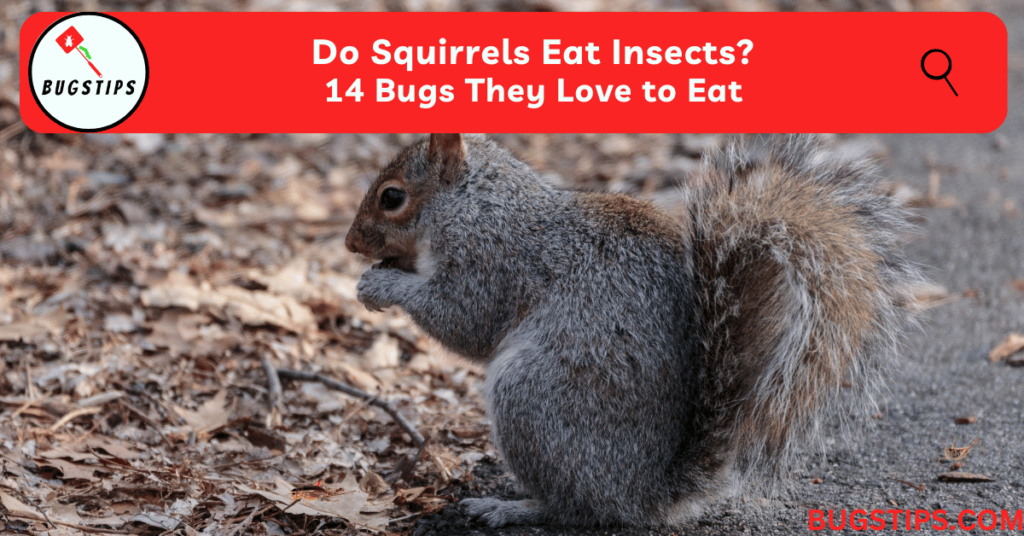 Do Squirrels Eat Insects? 14 Bugs They Love to Eat BugsTips