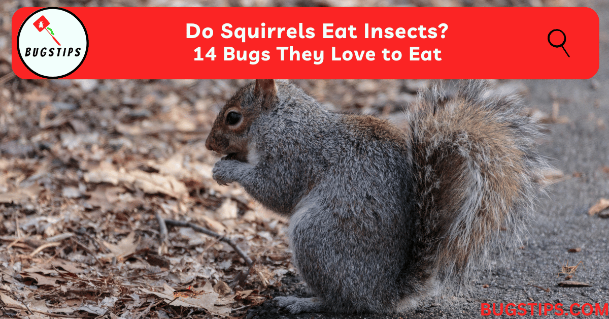 Do Squirrels Eat Insects?