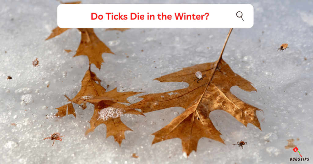 Do Ticks Die in the Winter?