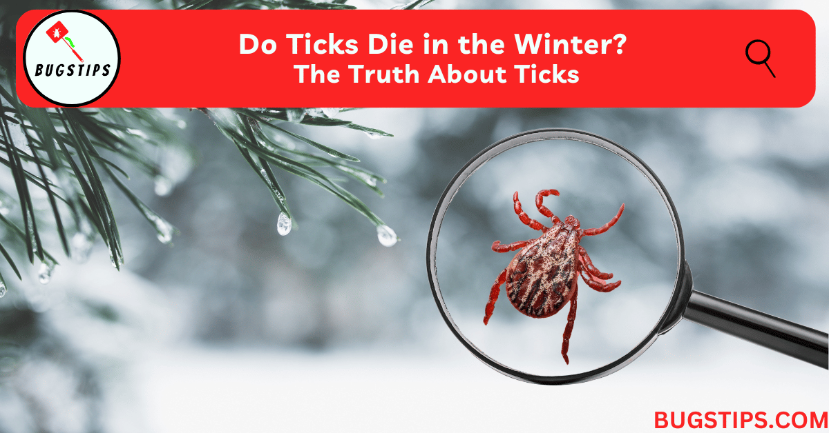 Do Ticks Die in the Winter