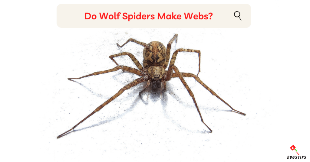 Do Wolf Spiders Make Webs - Bugstips