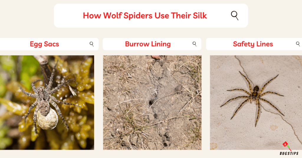 Do Wolf Spiders Make Webs?
