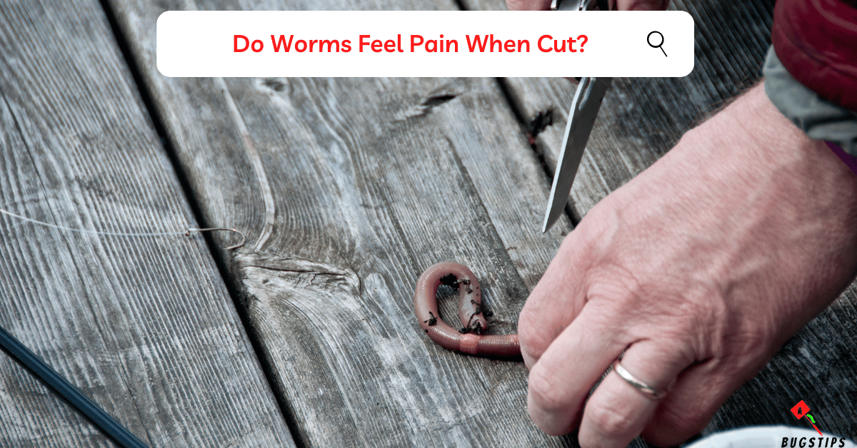 Do Worms Feel Pain? Surprising Science of Worms BugsTips