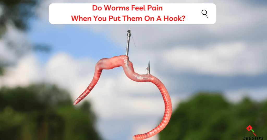 Do Worms Feel Pain When You Put Them On A Hook?