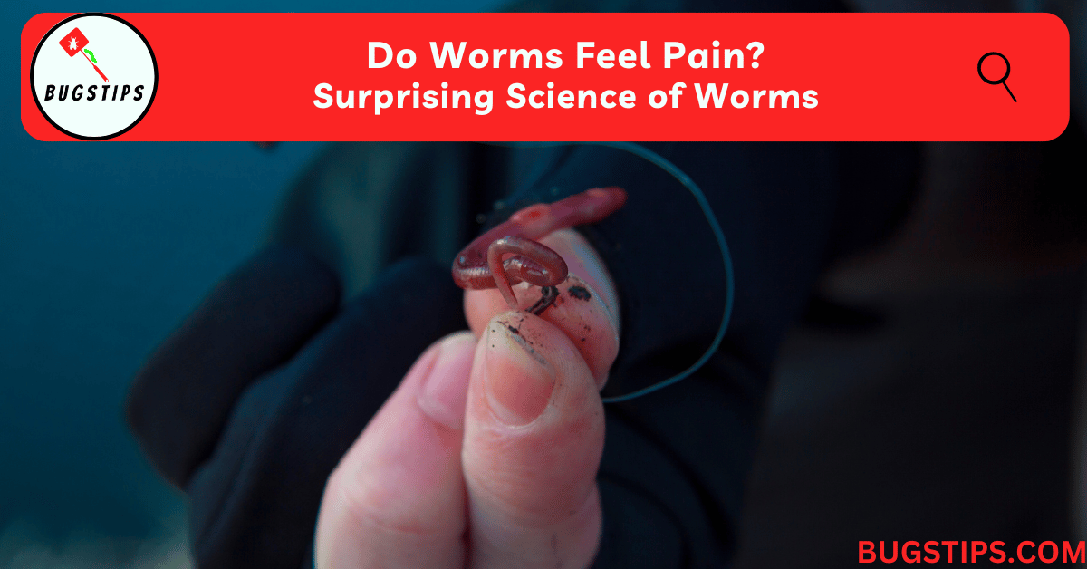 Do Worms Feel Pain