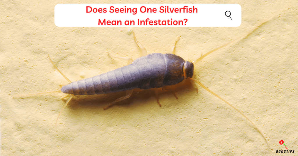 Does Seeing One Silverfish 
Mean an Infestation?