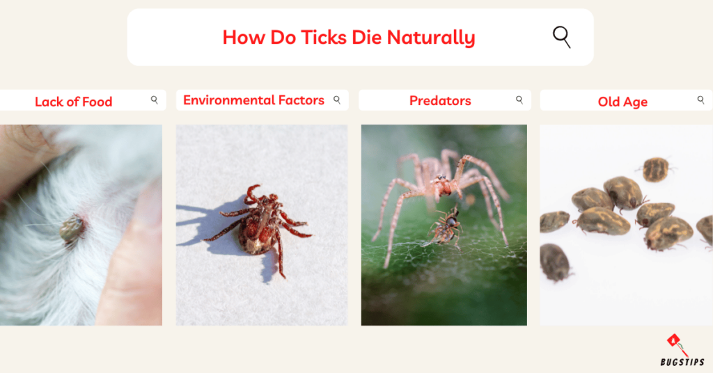 How Do Ticks Die Naturally