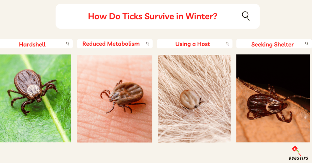 Do Ticks Die in the Winter?
