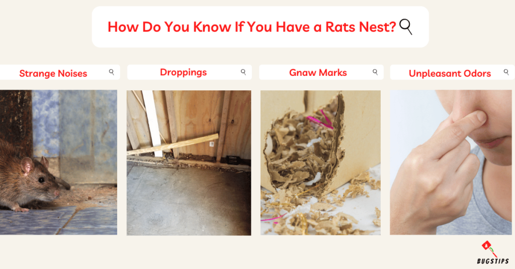 How Do You Know If You Have a Rats Nest?
