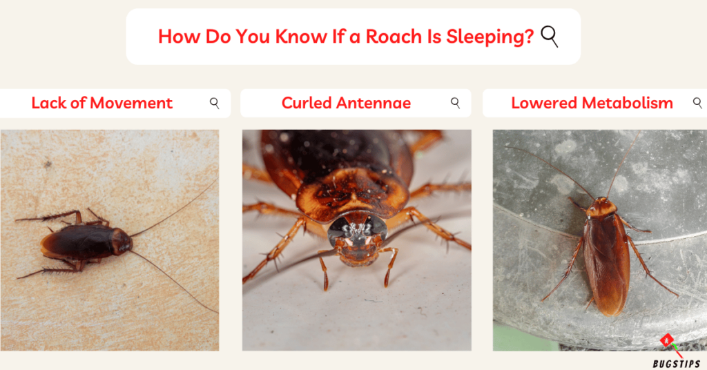 How Do You Know If a Roach Is Sleeping?