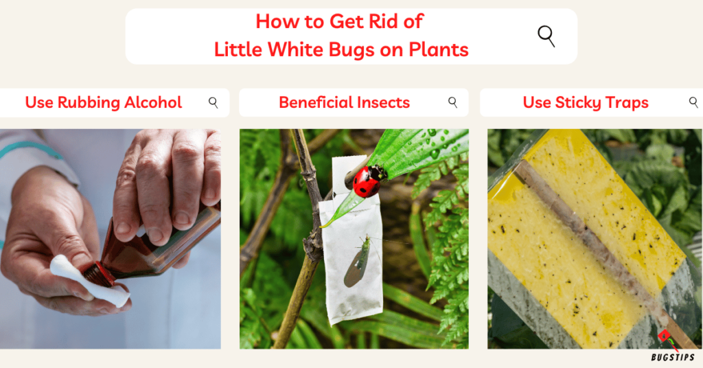 How to Get Rid of Little White Bugs on Plants