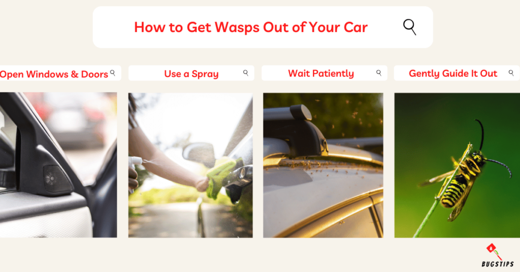 how to get a wasp out of car
