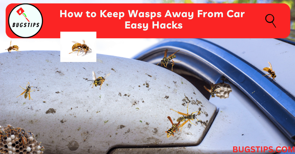 How to Keep Wasps Away From Car | Easy Hacks