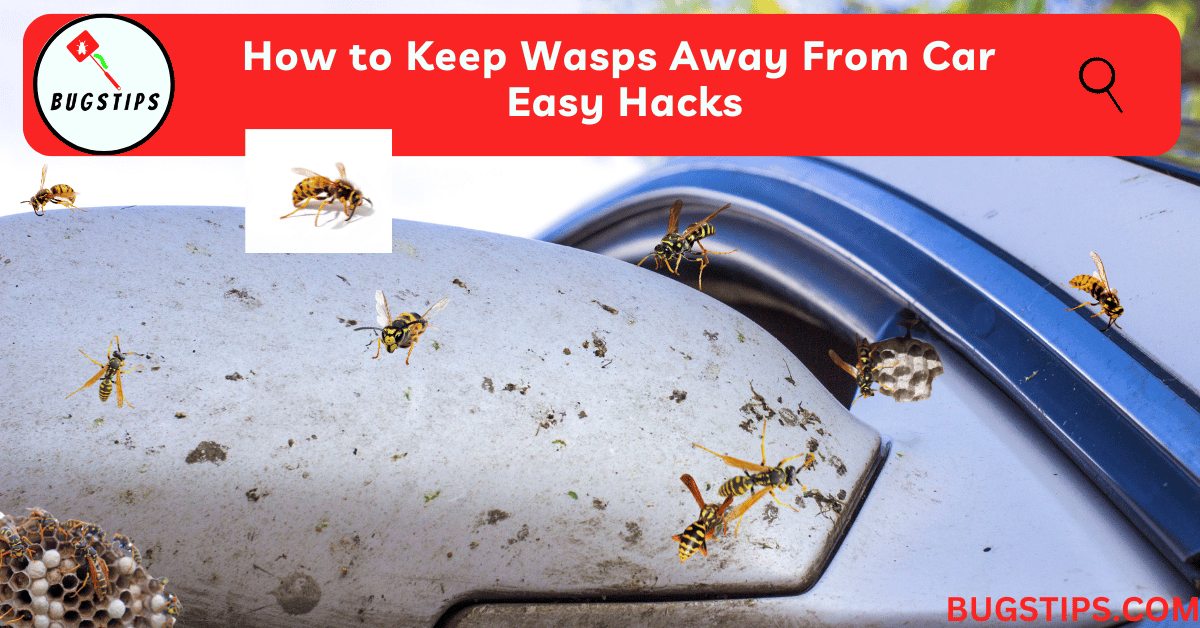 How to Keep Wasps Away From Car