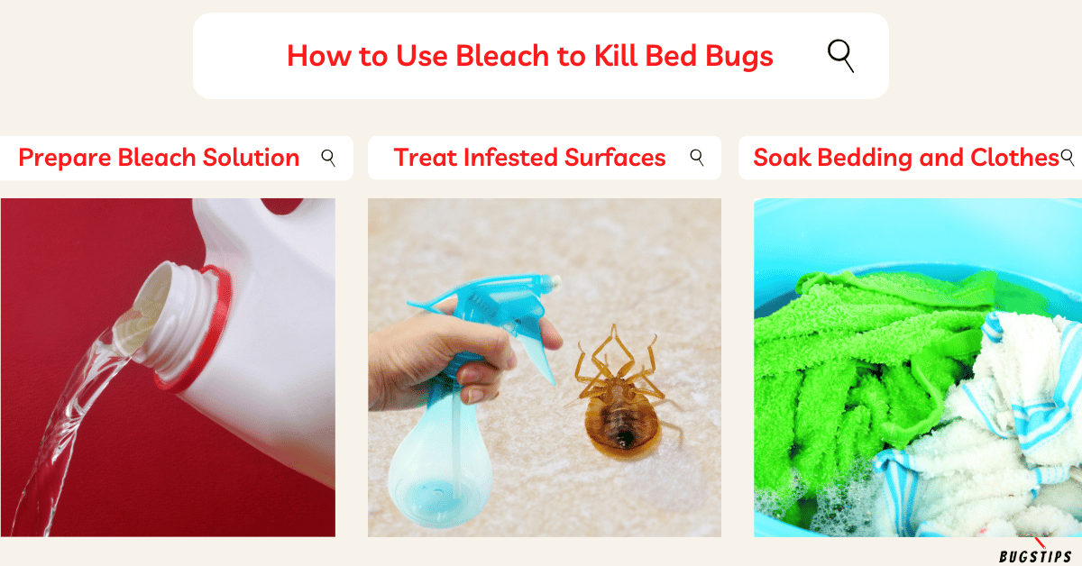 Does Bleach Kill Bed Bugs? A Comprehensive Guide - BugsTips