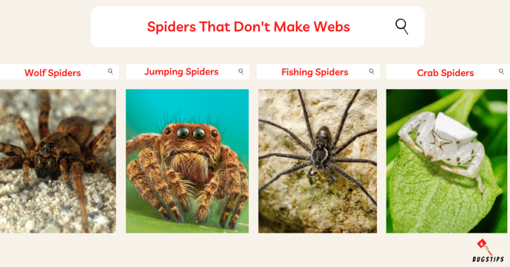 Spiders That Don't Make Webs
