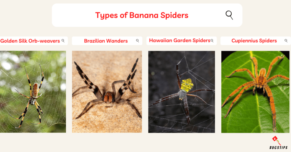 Types of Banana Spiders