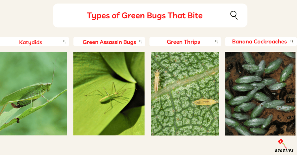 Types of Green Bugs That Bite