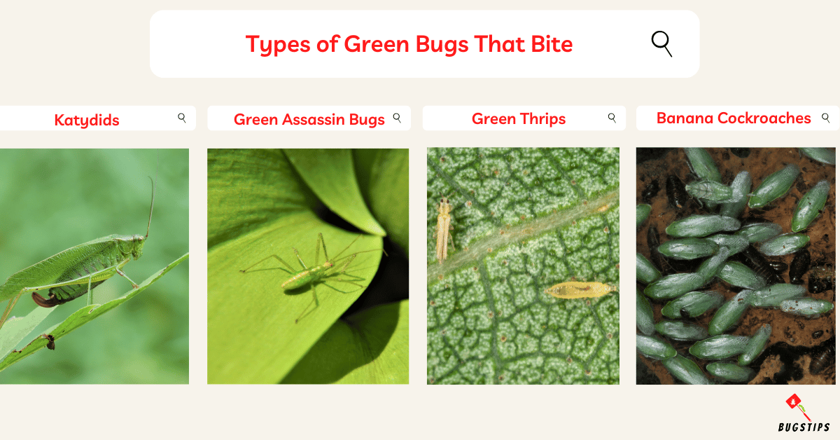 16-green-bugs-that-bite-how-to-avoid-these-bugs-bugstips