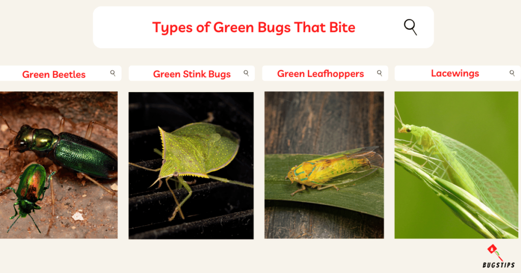 Green Bugs That Bite