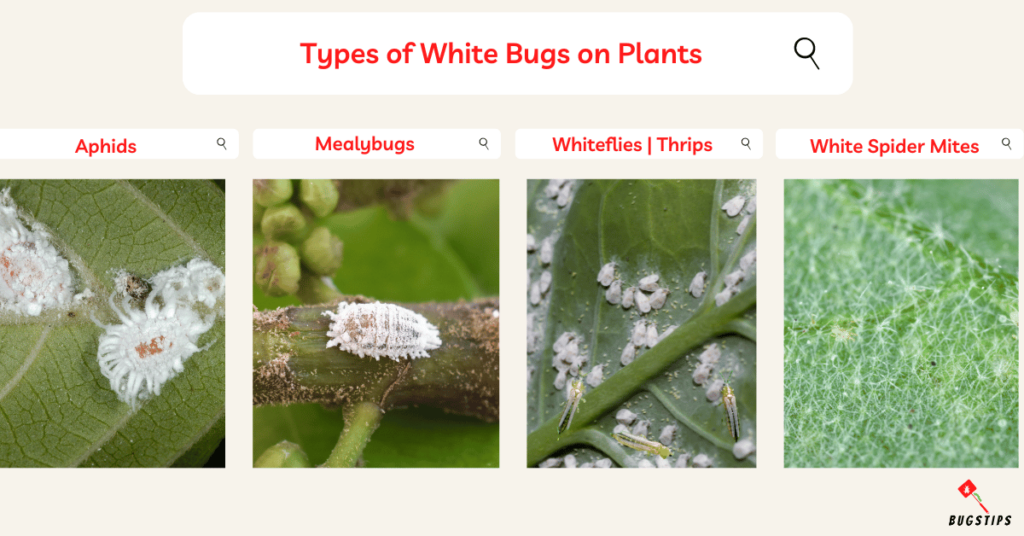 Types of White Bugs on Plants