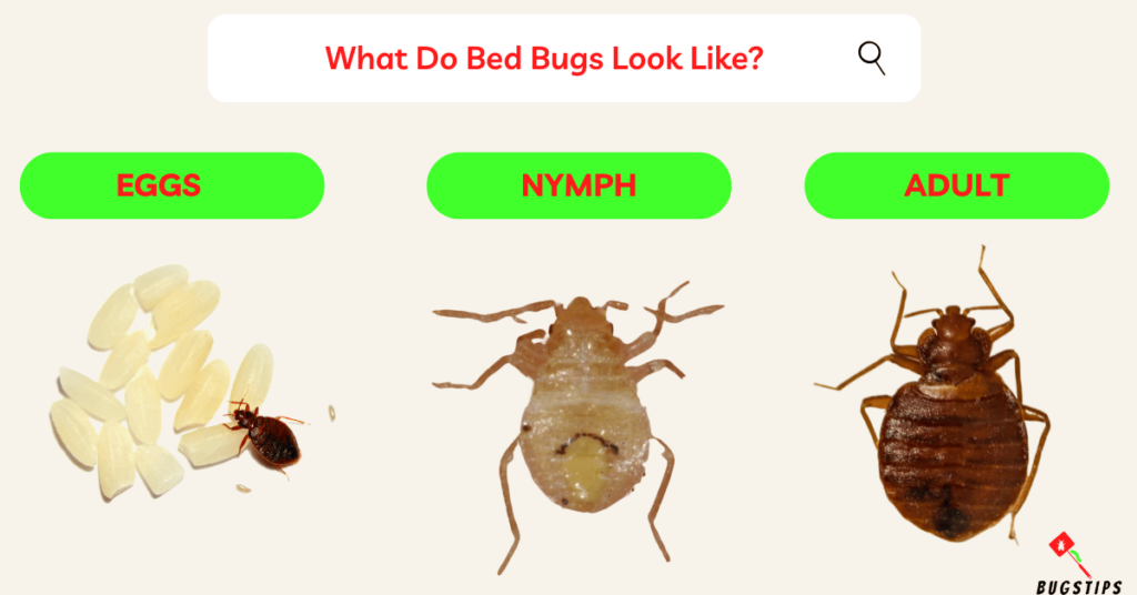 What Do Bed Bugs Look Like?