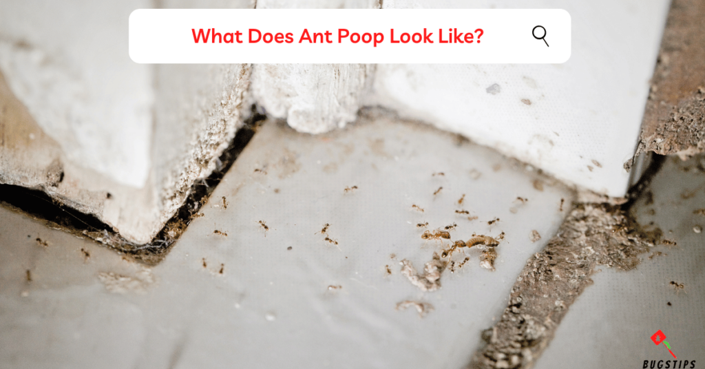 What Does Ant Poop Look Like?