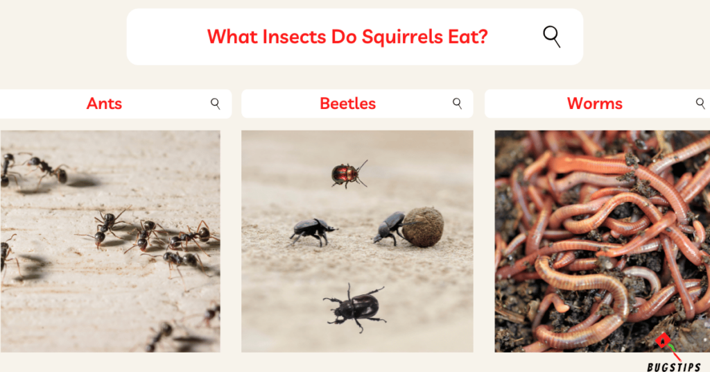 What Insects Do Squirrels Eat?