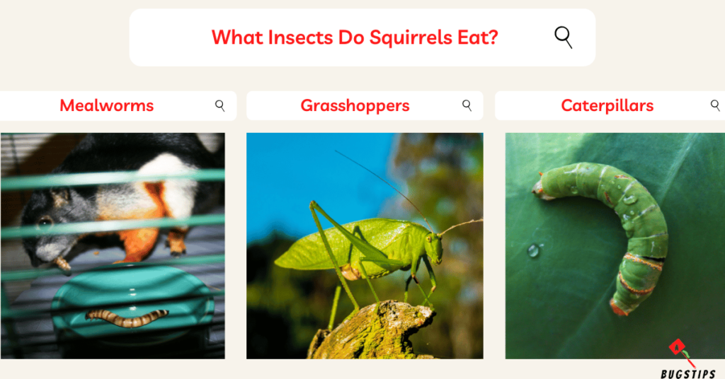 What Insects Do Squirrels Eat
