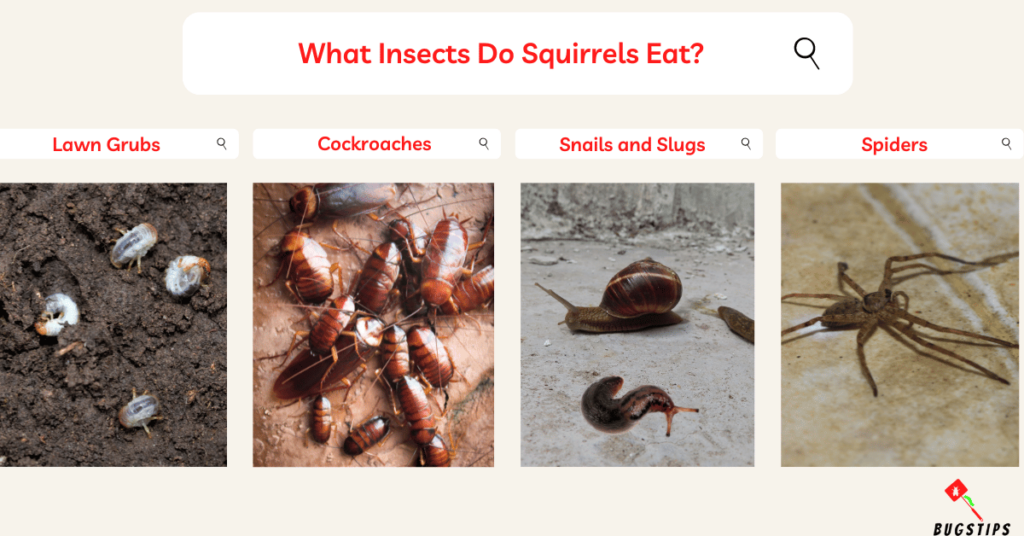 What Insects Do Squirrels Eat?