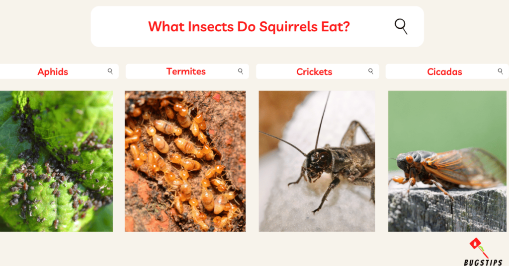 What Insects Do Squirrels Eat