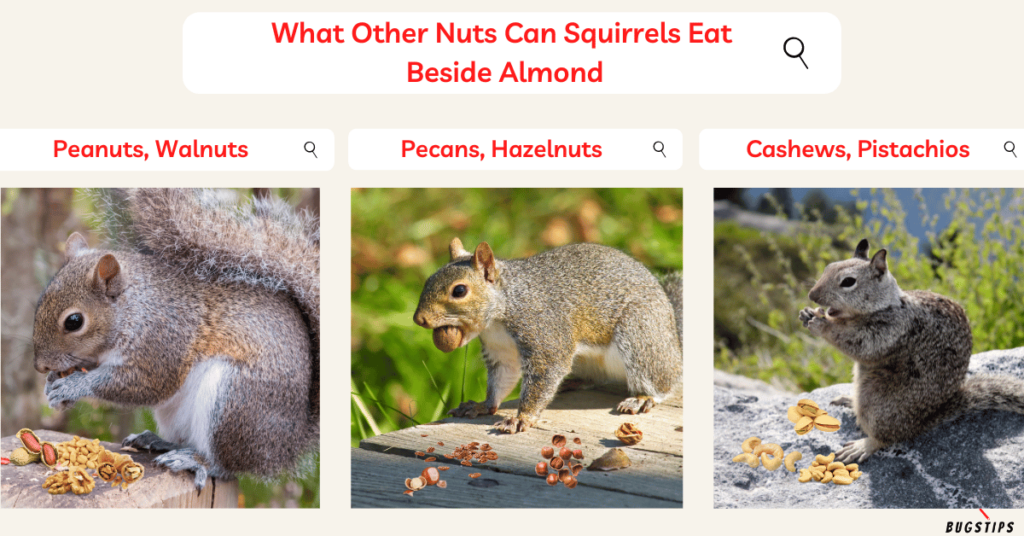 What Other Nuts Can Squirrels Eat Beside Almond