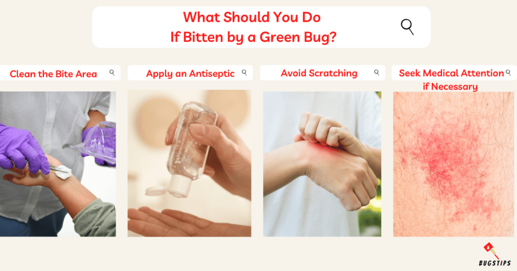 What Should You Do 
If Bitten by a Green Bug?