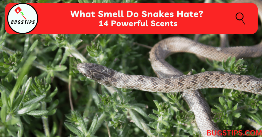 What Smell Do Snakes Hate