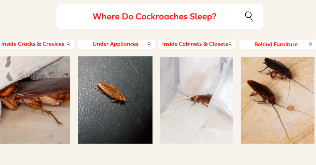 Where Do Cockroaches Sleep
