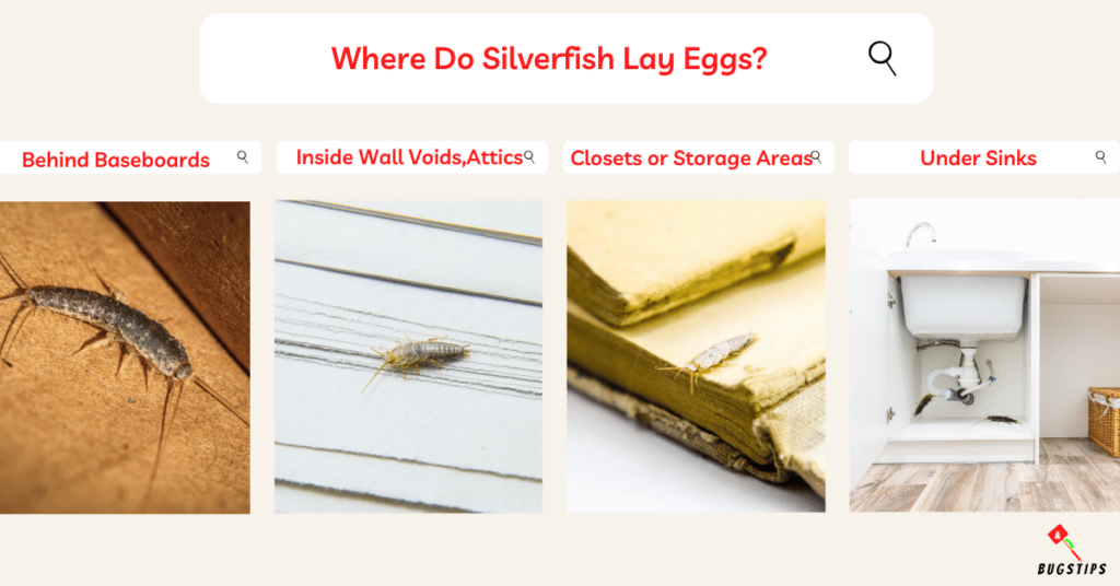 Where Do Silverfish Come From?
