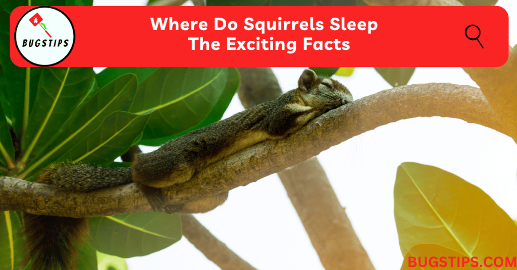 Where Do Squirrels Sleep