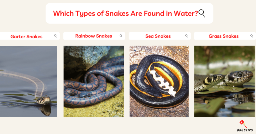 Which Types of Snakes Are Found in Water?