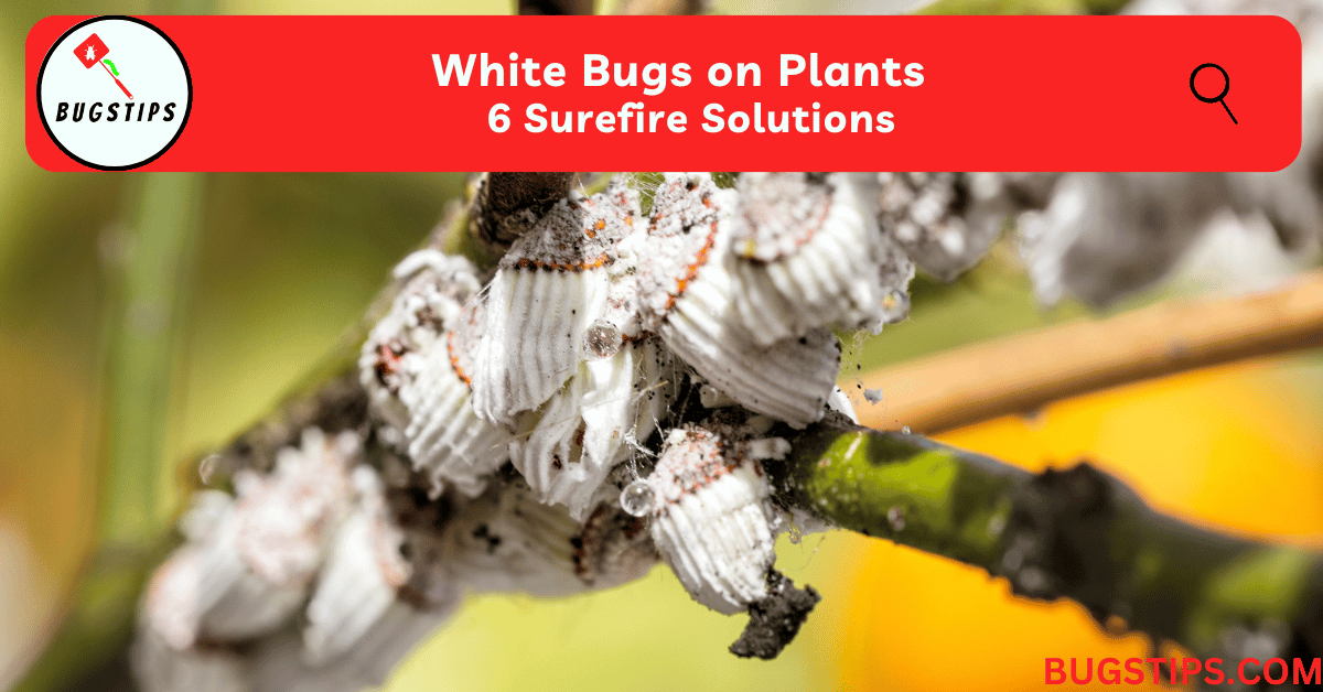 White Bugs on Plants